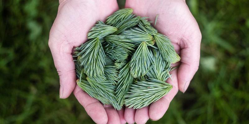 IPv6规模化部署全攻略：挑战解析、过渡技术与企业迁移方案开发教程