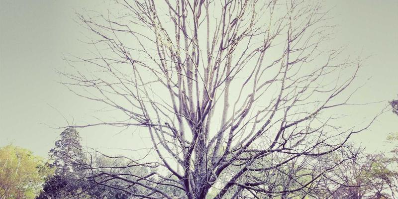 软件定义网络(SDN)如何优化数据中心网络架构：网络技术与YYQYJT的技术分享